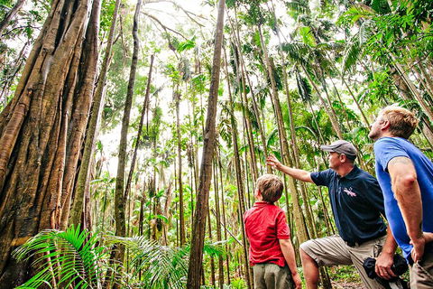 Natural Bridge & Springbrook Waterfalls Tour + Hot Air Balloon With Breakfast - Restaurant Darwin 5