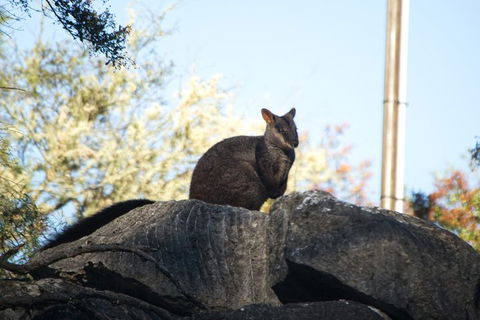 The Explorers' Discovery Tour - Gold, Wine & Wildlife - Restaurant Darwin 4