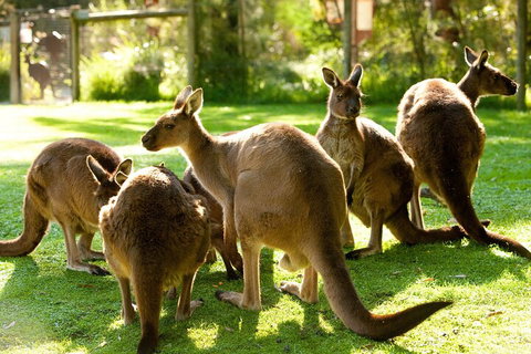 Yarra Valley Wine And Wildlife Self-Driving Tour - Restaurant Darwin 4