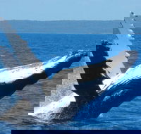Mooloolaba Whale Watching Tour - Restaurant Darwin