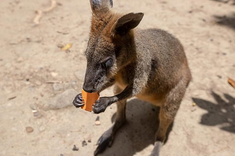 Chillagoe Caves And Outback Day Trip From Cairns - Restaurant Darwin 5