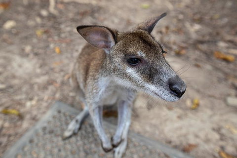 2 Day Daintree Rainforest, Cape Tribulation And Outback Chillagoe Tour - Restaurant Darwin 4