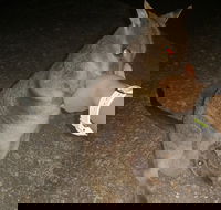 Private Tour to Paronella Park Historic Village Herberton and wild life Wallaby - Restaurant Darwin