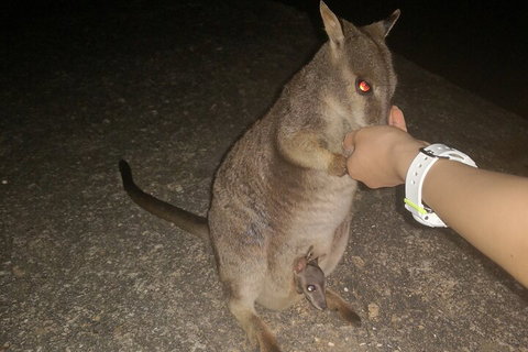 Private Tour To Paronella Park, Historic Village Herberton And Wild Life Wallaby - Restaurant Darwin 0