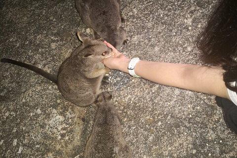 Private Tour To Paronella Park, Historic Village Herberton And Wild Life Wallaby - Restaurant Darwin 4