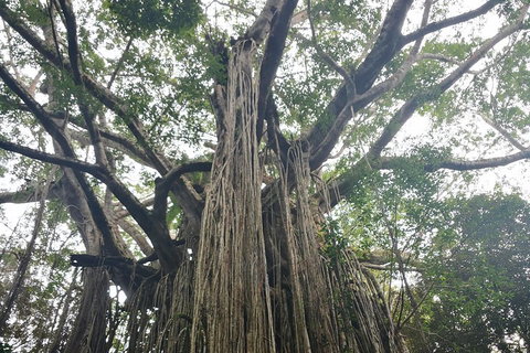 Historic Village Herberton And Tableland Tour - Restaurant Darwin 1