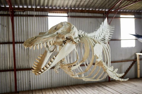 Albany's Whale Story - Restaurant Darwin 3