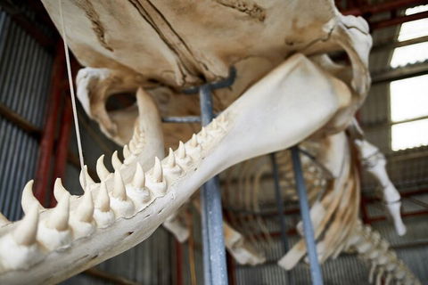 Albany's Whale Story - Restaurant Darwin 5