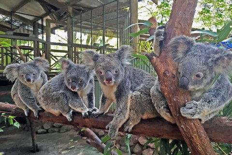 Kuranda Rainforestation & Kuranda Scenic Rail - Restaurant Darwin 5