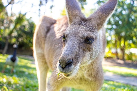 Virtual Interactive Australian Wildlife Tour With Private Guide-Wildlife Habitat - Restaurant Darwin 2