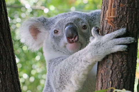 Virtual Interactive Australian Wildlife Tour With Private Guide-Wildlife Habitat - Restaurant Darwin 3