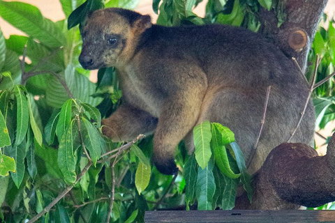 Virtual Interactive Australian Wildlife Tour With Private Guide-Wildlife Habitat - Restaurant Darwin 4