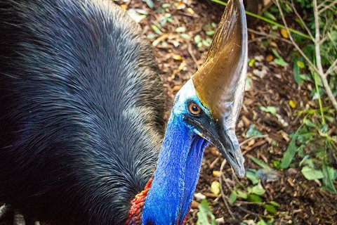 Virtual Interactive Australian Wildlife Tour With Private Guide-Wildlife Habitat - Restaurant Darwin 5
