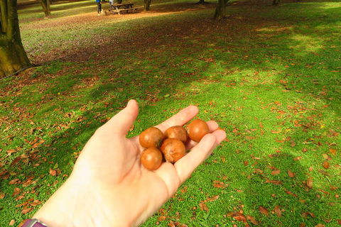 3-Hour Small-Group Byron Bay Tour - Restaurant Darwin 2