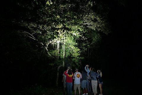 Atherton Tablelands Rain Forest By Night From Cairns - Restaurant Darwin 2