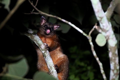 Atherton Tablelands Rain Forest By Night From Cairns - Restaurant Darwin 4