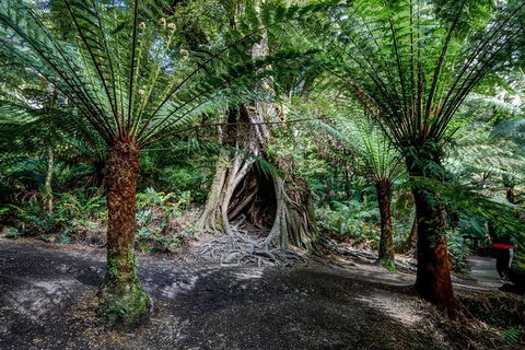 Adelaide To Melbourne 3-Day Trip Through Grampians And Great Ocean Road - Restaurant Darwin 0