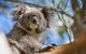 Phillip Island Penguin And Koala Highlights Day-Trip From Melbourne - thumb 2