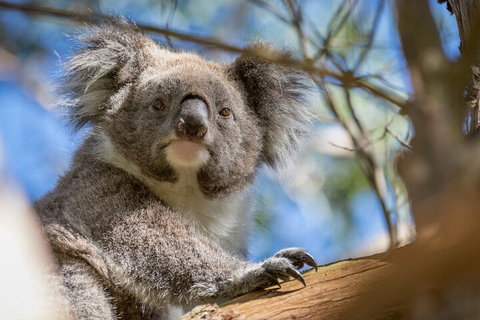 Phillip Island Penguin And Koala Highlights Day-Trip From Melbourne - Restaurant Darwin 2