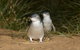 Phillip Island Penguin And Koala Highlights Day-Trip From Melbourne - thumb 3