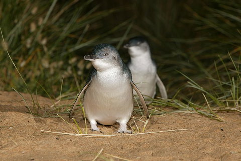 Phillip Island Penguin And Koala Highlights Day-Trip From Melbourne - Restaurant Darwin 3