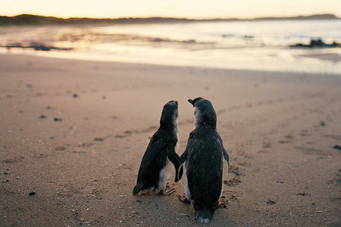 Phillip Island Penguin And Koala Highlights Day-Trip From Melbourne - Restaurant Darwin 4