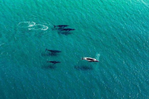 40-45 Minute Port Stephens And Stockton Beach Helicopter Flight - For 2 - Restaurant Darwin 0