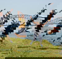 Kayak to Goat Island in Sydney Harbour with Local - Restaurant Darwin