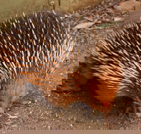 Puffing Billy And Healesville Sanctuary Scenic Tour - Restaurant Darwin