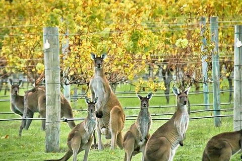 Margaret River Indulge And Discover Day Tour - Restaurant Darwin 0
