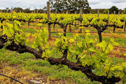Margaret River Indulge And Discover Day Tour - Restaurant Darwin 5
