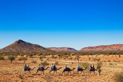 Alice Springs Camel Tour