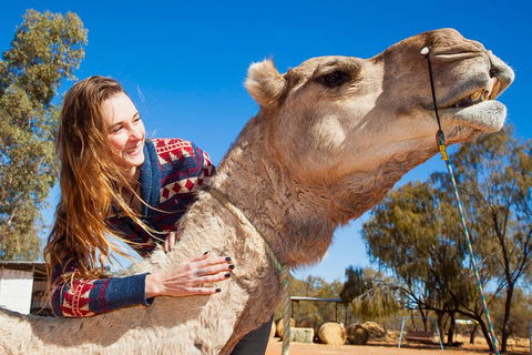 Alice Springs Camel Tour - Restaurant Darwin 2