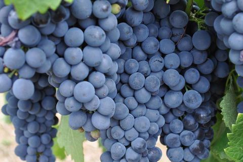 Adelaide Hills Day Tour. Winery Cellar Doors - Restaurant Darwin 3