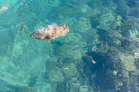 Aquascene Magnetic Island Discovery Tour - Restaurant Darwin 1