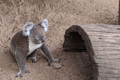 Australian Wildlife & Waterfalls Private Tour With 'Personalised Sydney Tours' - Restaurant Darwin 0