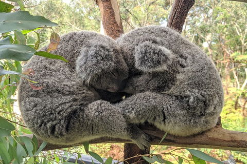 Australian Wildlife & Waterfalls Private Tour With 'Personalised Sydney Tours' - Restaurant Darwin 2