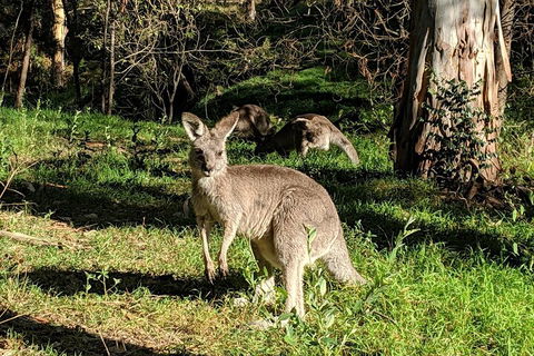 Australian Wildlife & Waterfalls Private Tour With 'Personalised Sydney Tours' - Restaurant Darwin 3