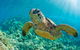All Inclusive Dolphin And Tangalooma Wrecks Cruise - thumb 3
