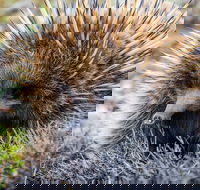 LGBT Friendly 3 Day Tour The Grampians Daylesford  Ballarat - Restaurant Darwin