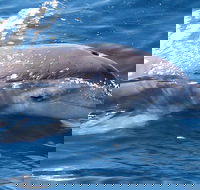 Jervis Bay Dolphin Watch Cruise - Restaurant Darwin