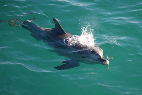 Jervis Bay Dolphin Watch Cruise - Restaurant Darwin 1