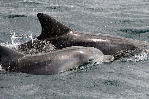 Jervis Bay Dolphin Watch Cruise - Restaurant Darwin 2