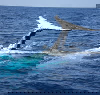 Whale Watching Jervis Bay - Restaurant Darwin