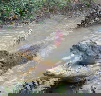 Top End Waterfalls and Wetlands - Restaurant Darwin