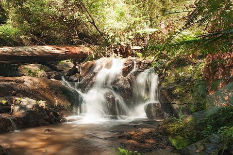 Discover Tour: Dandenong Ranges & William Ricketts Sanctuary - Restaurant Darwin 1