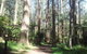 Discover Tour: Dandenong Ranges & William Ricketts Sanctuary - thumb 5