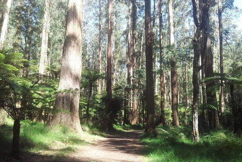 Discover Tour: Dandenong Ranges & William Ricketts Sanctuary - Restaurant Darwin 5