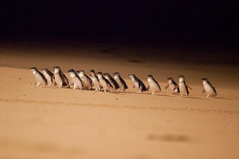 The Ultimate Melbourne Attractions Pass - Restaurant Darwin 5