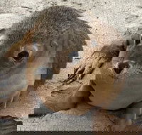 Kangaroo Island Scenic Trail Tour - Restaurant Darwin